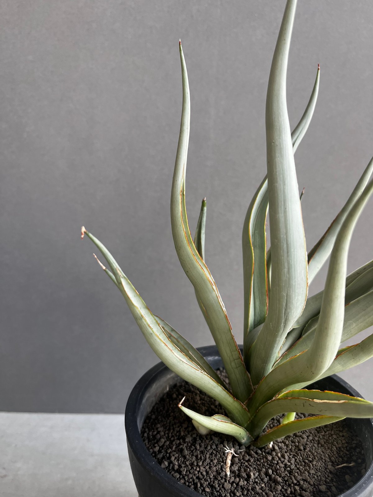 サンスベリアダンシングドラゴンカラータグ:青