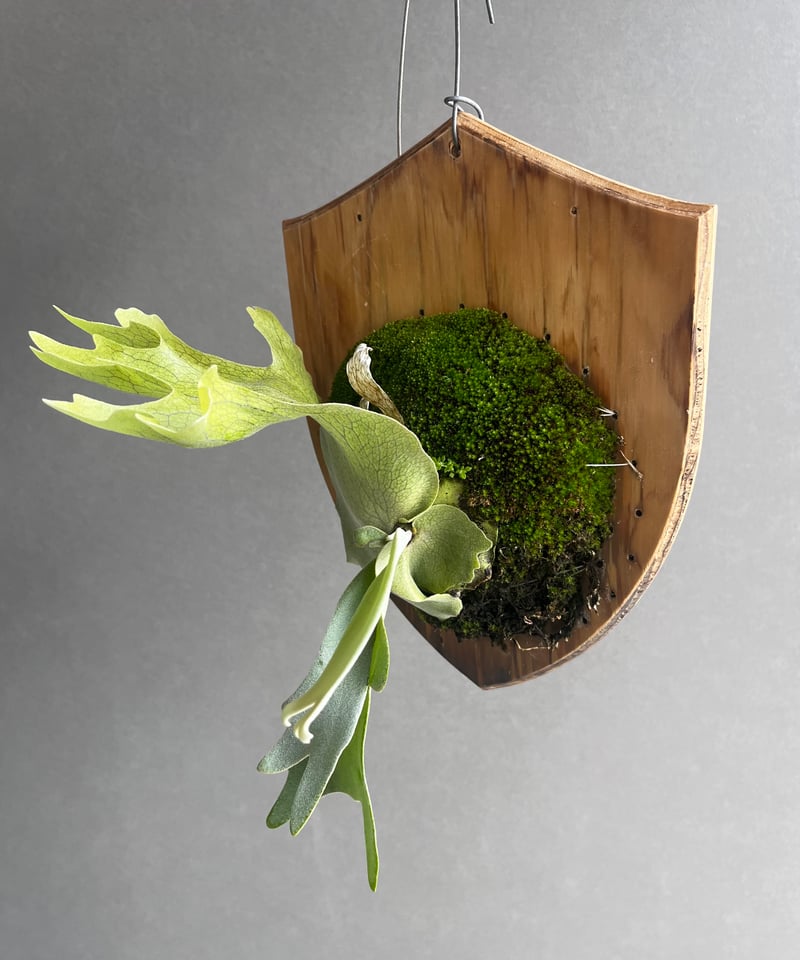 ビカクシダ ウィリンキー cv. イグドラシル (スポア) 「Platycerium