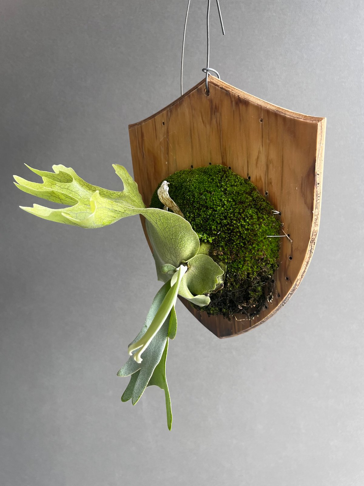 ビカクシダ ウィリンキー cv. イグドラシル (スポア) 「Platycerium