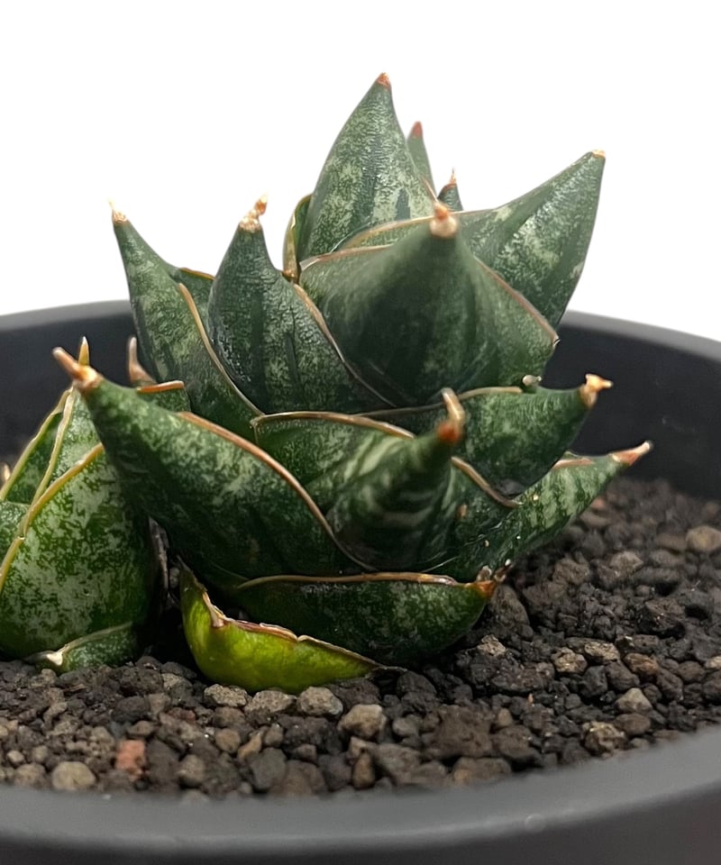サンセベリア ニラパット 「Sansevieria Nilaphat (by Unyamane