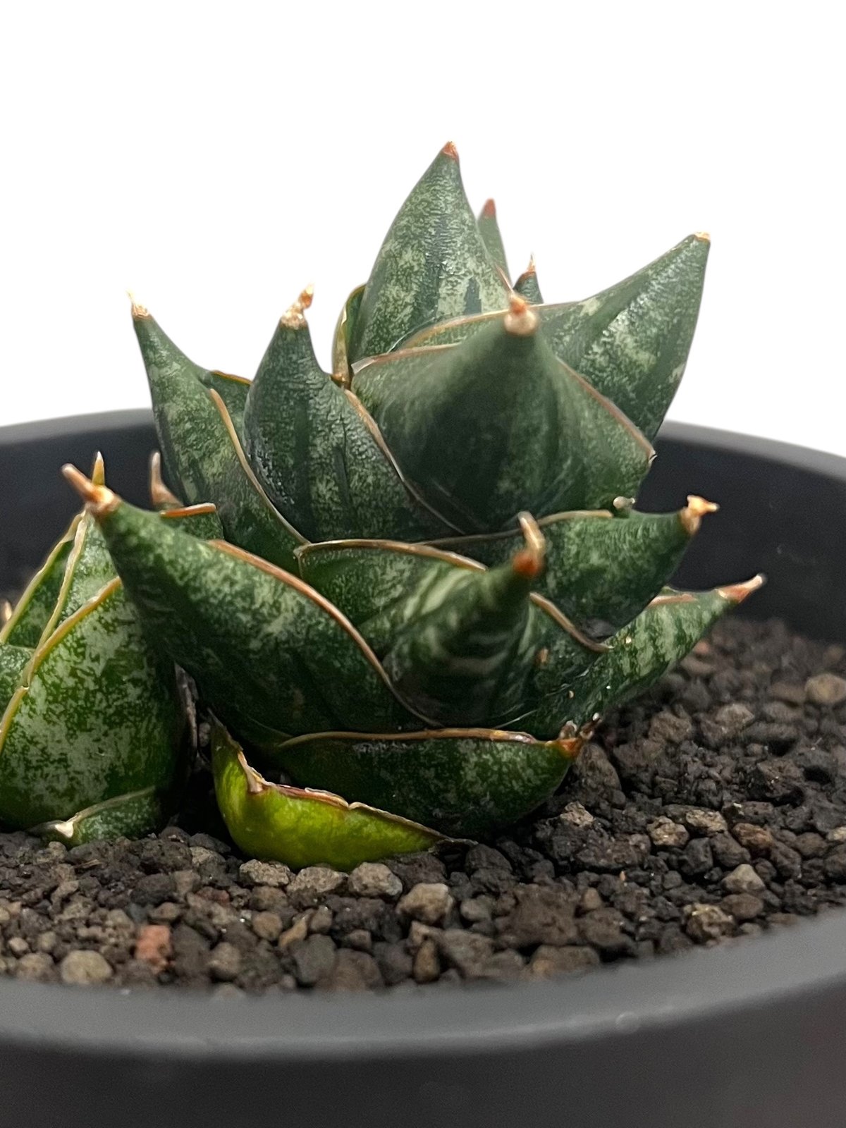 サンセベリア ニラパット 「Sansevieria Nilaphat (by Unyamane