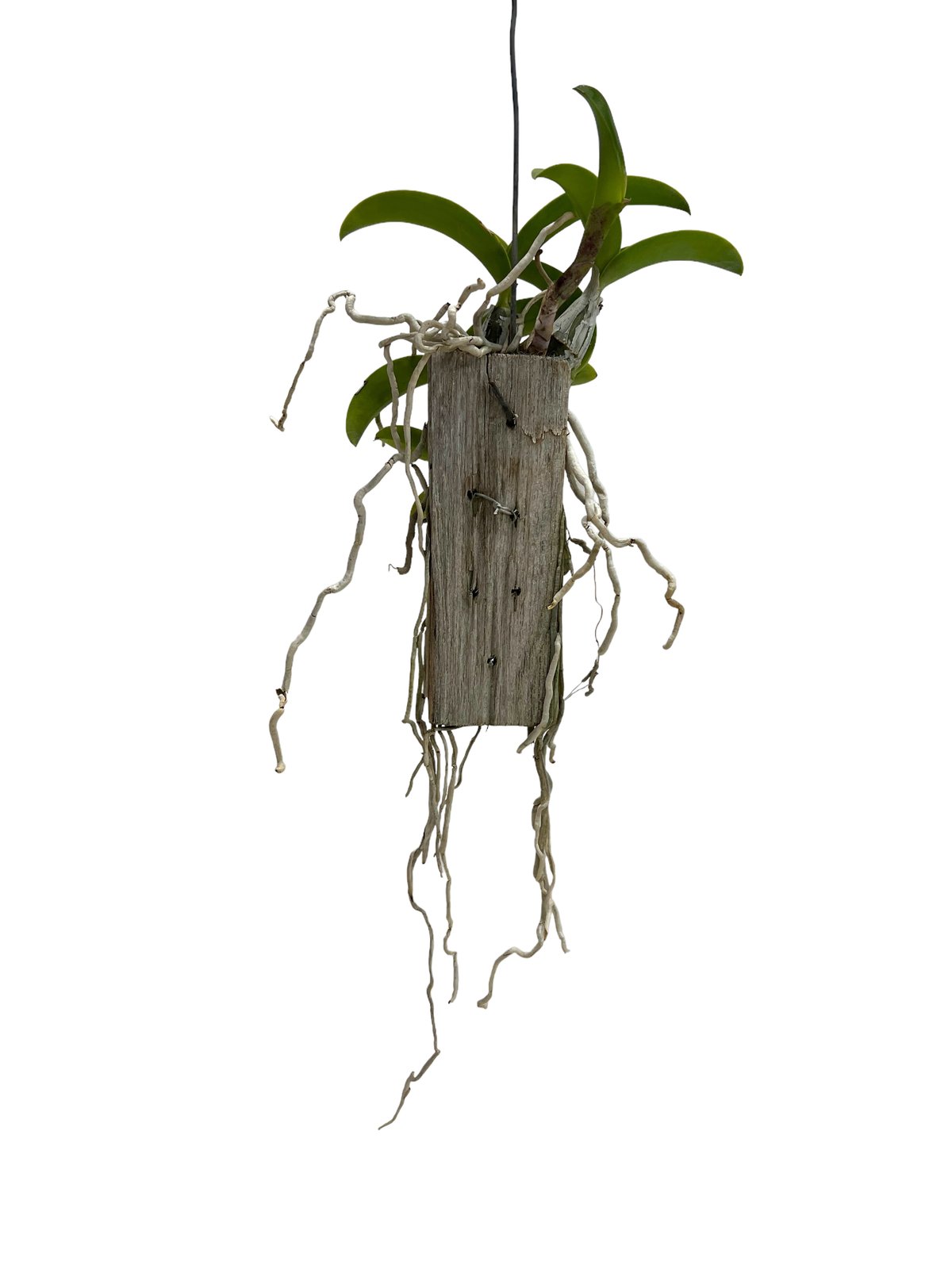 カトレア　ノビリオール カトレア ノビリオール アマリア 「Cattleya nobilior var. amalia