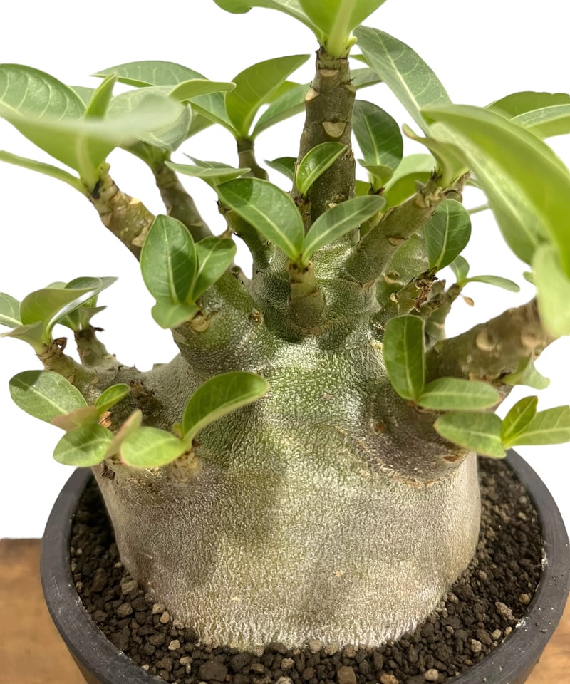 アデニウム・アラビカム・スーパードワーフ アデニウム アラビカム スーパー ドワーフ / 思わぬ腐りからの