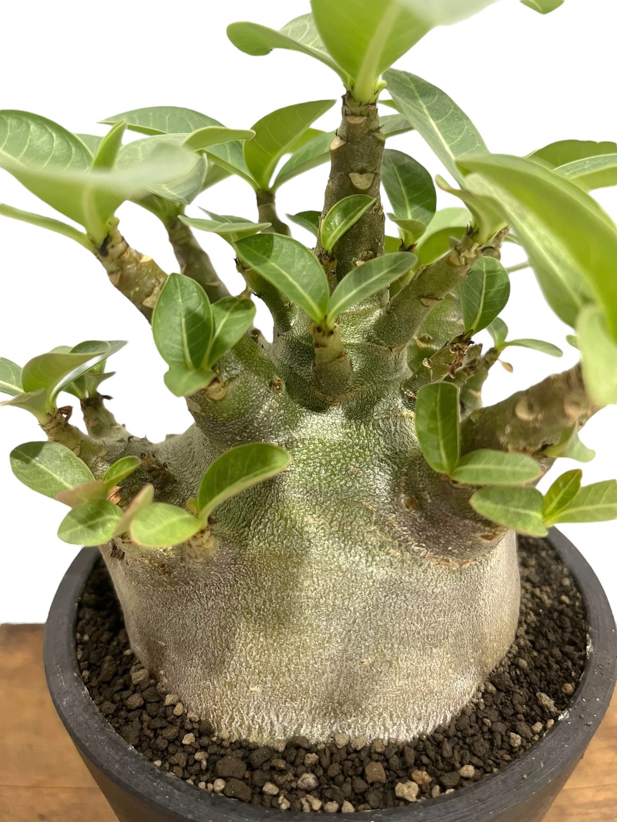 アデニウム アラビカム スーパー ドワーフ “ブラック” 「Adenium