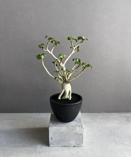 アデニウム メデューサ D.H.A (獅子葉) 実生苗 “選抜個体” 「Adenium Medusa D.H.A seedling “Select”」43A