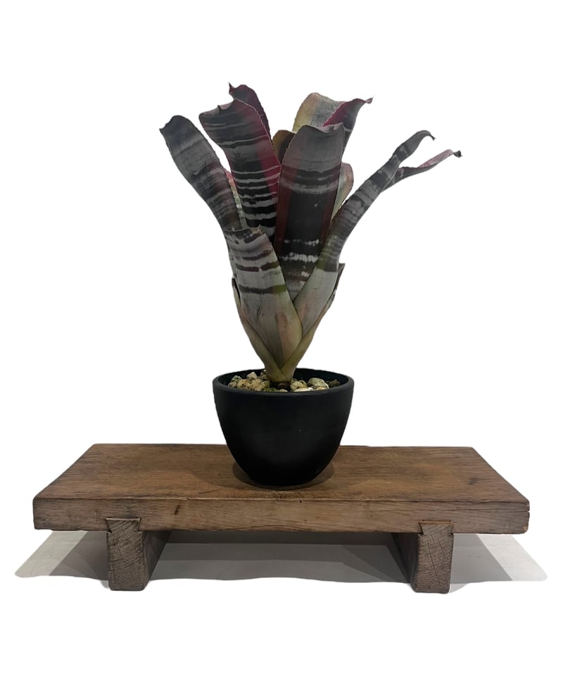 希少　Aechmea Otto エクメア　オットー　超美株　タンクブロメリア Aechmea Otto 【artPLANTs】エクメア/タンクブロメリア