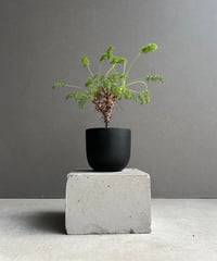 サンセベリア ノック ユン「Sansevieria Nok Yung」60I | SHOUCH