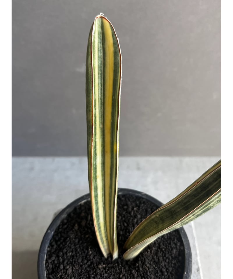 セール中　白斑入り　サンセベリア　Malawi Bat サンスベリア セール中 白斑入り サンセベリア Malawi Bat サンスベリア セール中