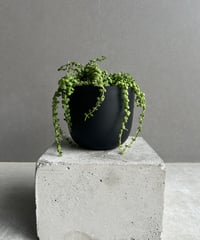 ホヤ クランデスティナ イエロー「Hoya clandestina Yellow」7/18-1