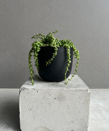 趣深く。。山採りアセビ。 11009Q741101009001?$VS_1500$