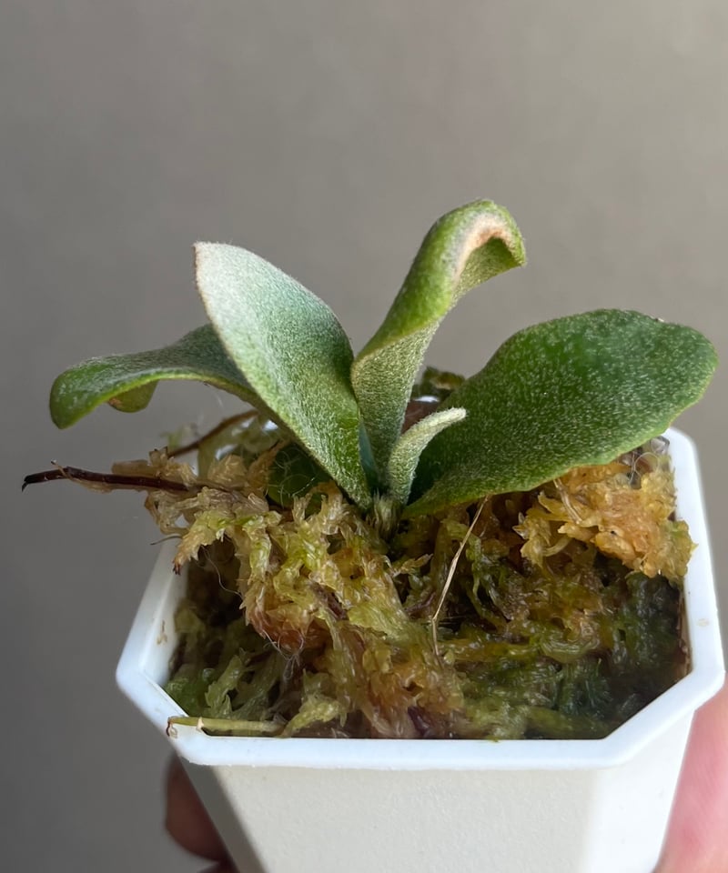 P. willinckii Unicorn , P. willinckii Watchar