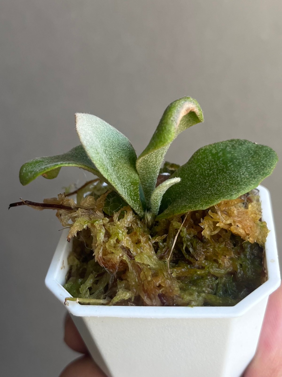 P. willinckii Unicorn , P. willinckii Watchar