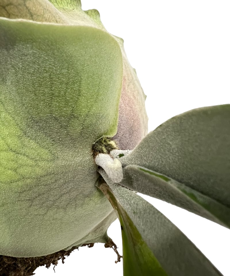 ビカクシダ 吹雪 (子株) 「Platycerium Fubuki (pup)」 99H |