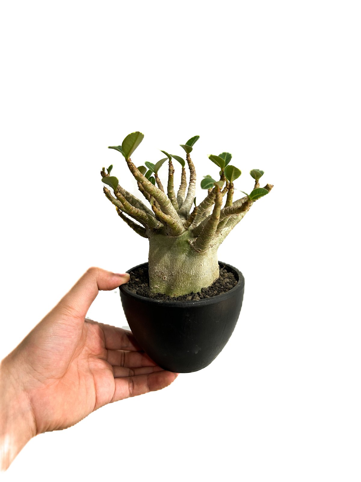 アデニウム スーパードワーフ 「Adenium super dwarf」3/9-133 | S
