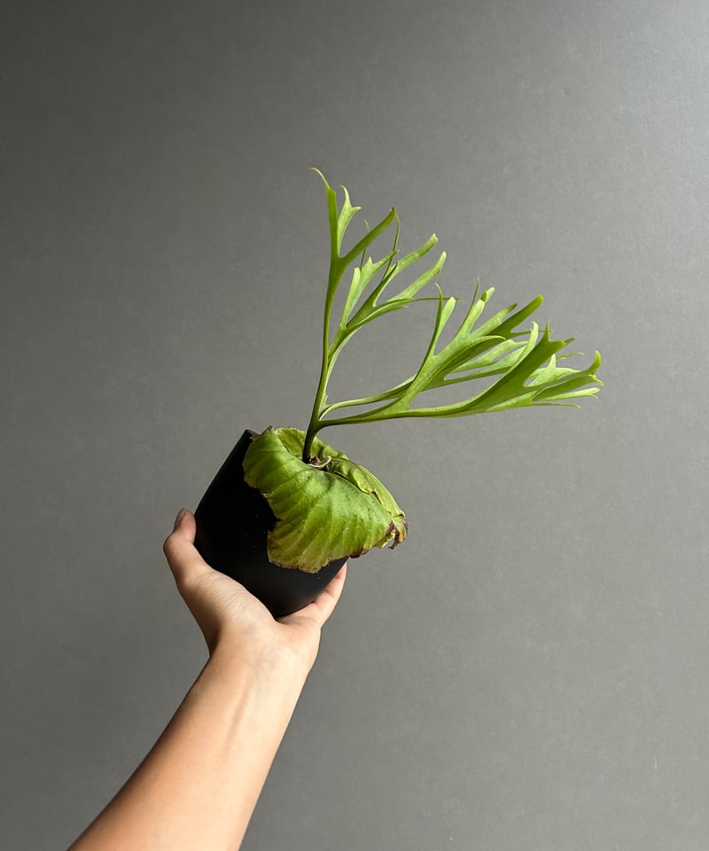 ビカクシダ リドレイ “パカラン”「Platycerium ridleyi “Pakarang