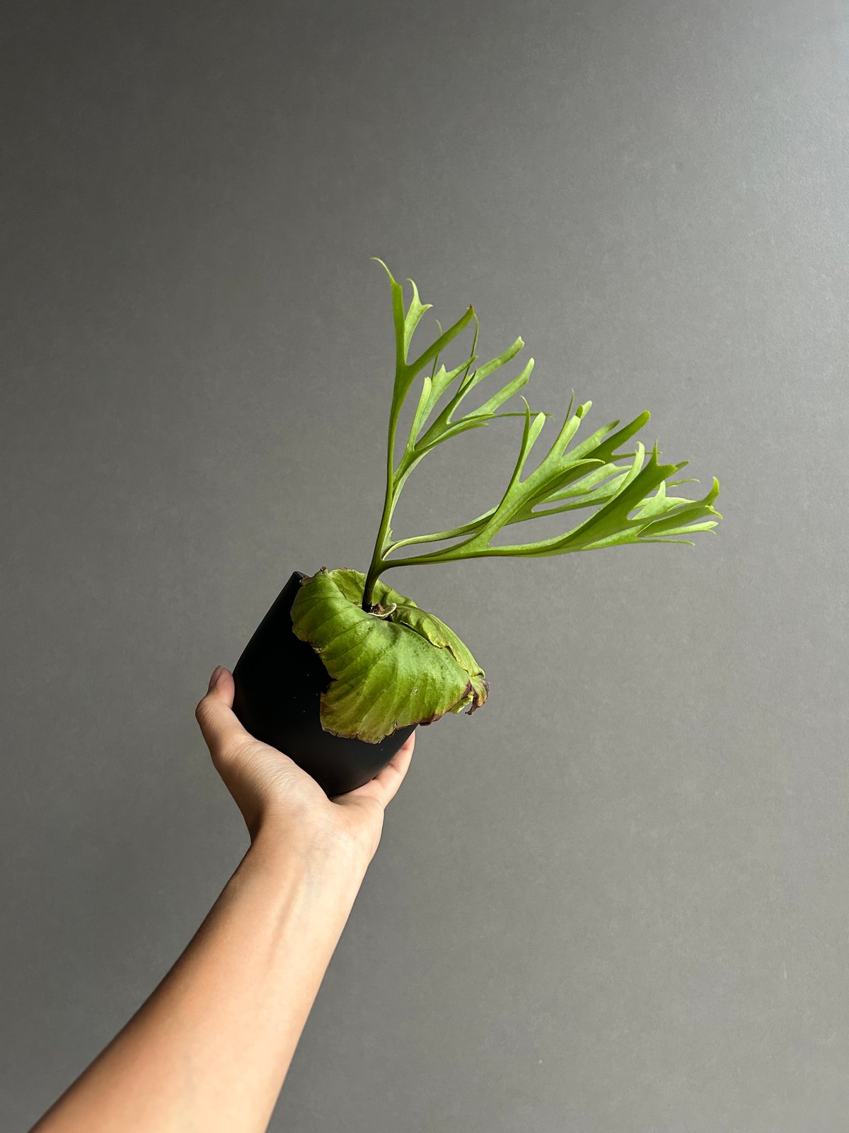 ビカクシダ リドレイ “パカラン”「Platycerium ridleyi “Pakarang