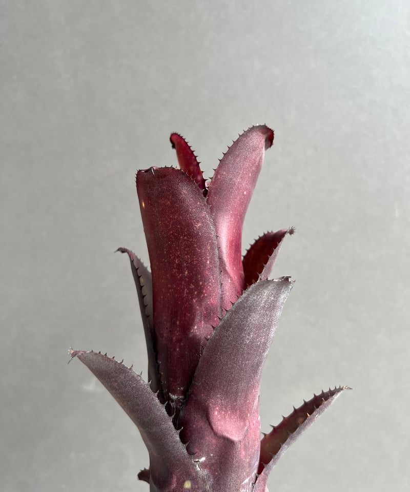 ビルベルギア オーバージーン 「Billbergia Aubergine」19C | SHOU