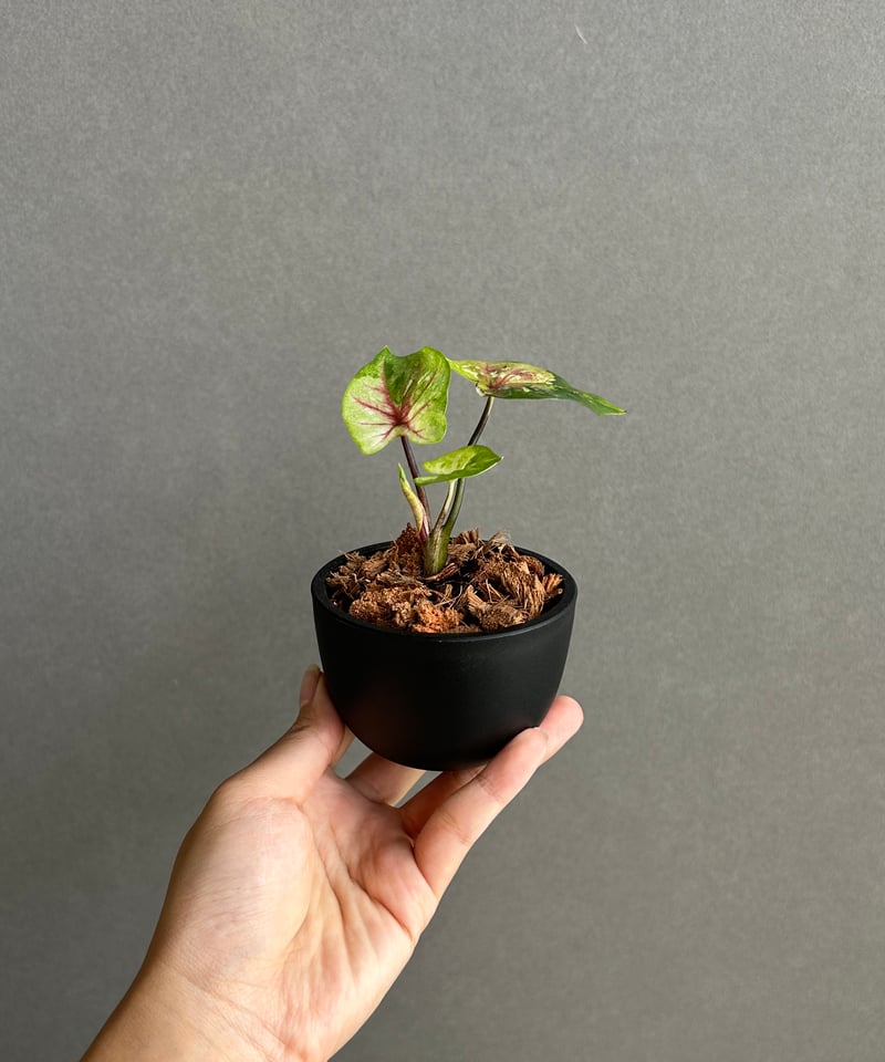 カラジウム　ハイブリッド　セット① カラジューム ハイブリッド “サンセット” 「Caladium Hybrid “Sinset”