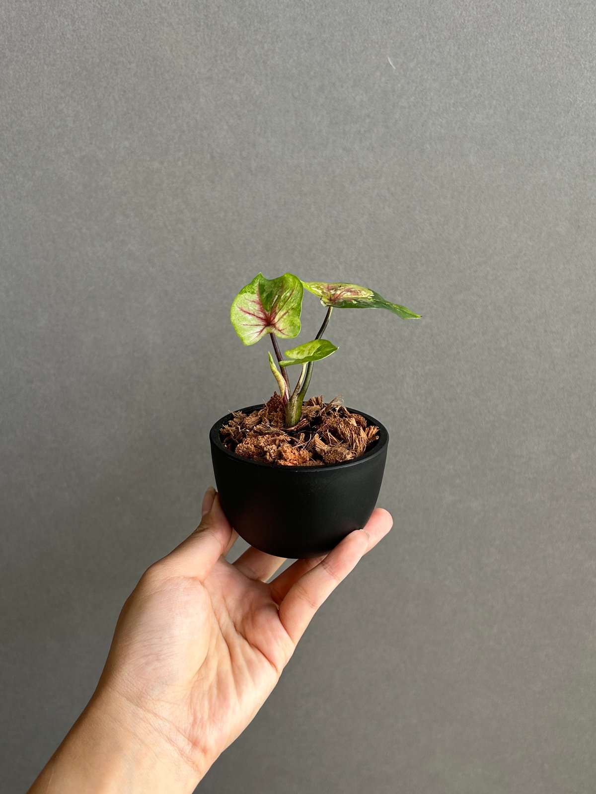 カラジューム ハイブリッド “サンセット” 「Caladium Hybrid “Sinset”