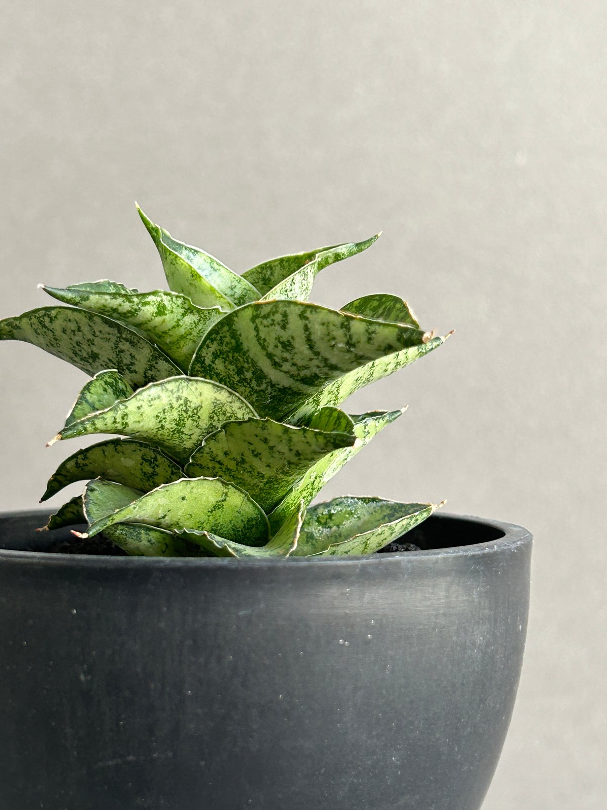 EMP サンセベリア Susano'O' スサノオ / SA318 サンセベリア スサノオ 「Sansevieria Susano 'O' (by Unyaman