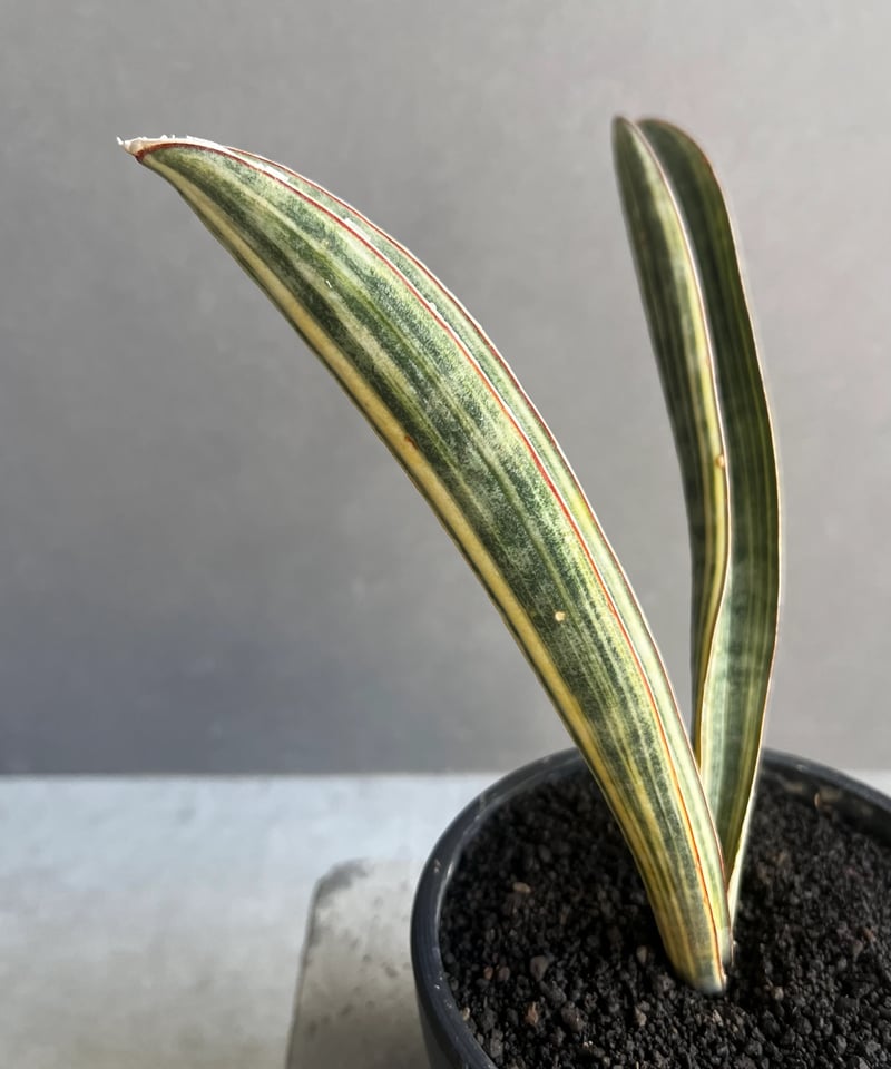 サンセベリア ハリー ベースボールバット 斑入 「Sansevieria hallii