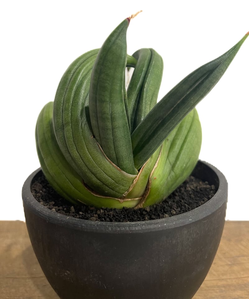 サンセベリア アンヤマニー ハイブリッド “トルネード”「Sansevieria