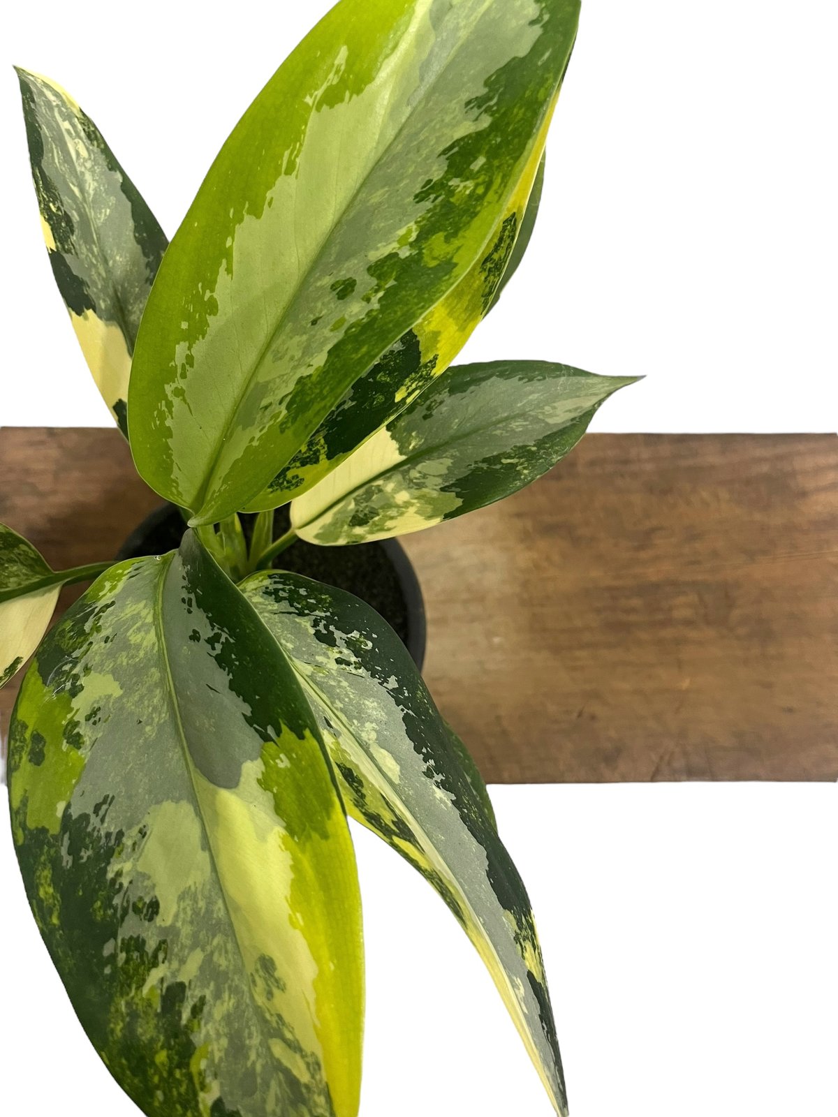 アグラオネマ スワンナプーム「Aglaonema Suvarnabhumi」66R | SHO