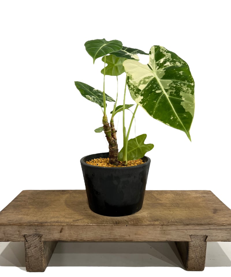 アロカシア グリーンベルベット 斑入 「Alocasia Green Velvet アロカシア グリーンベルベット 斑入 「Alocasia Green Velvet