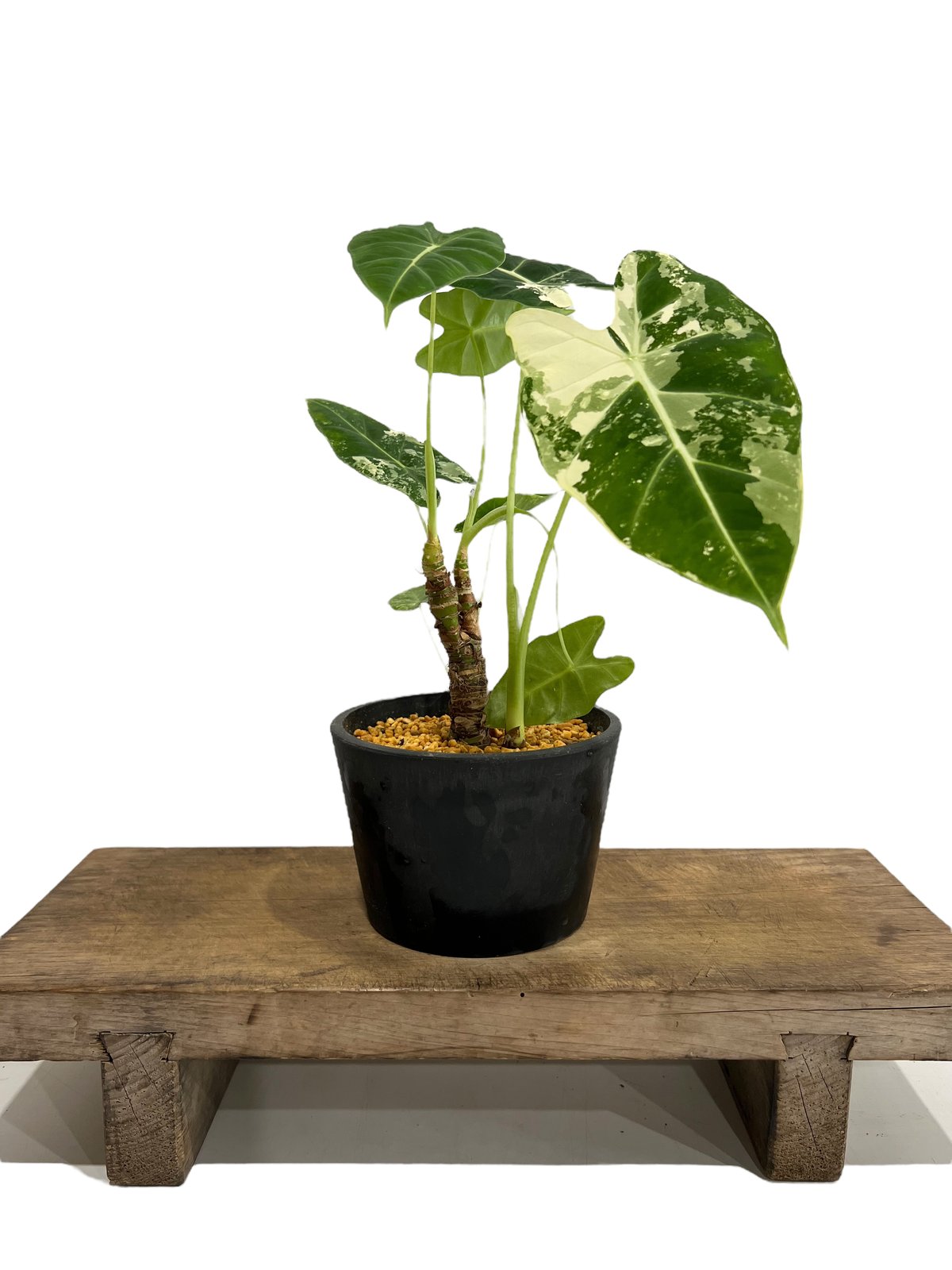 アロカシア グリーンベルベット 斑入 「Alocasia Green Velvet Varie