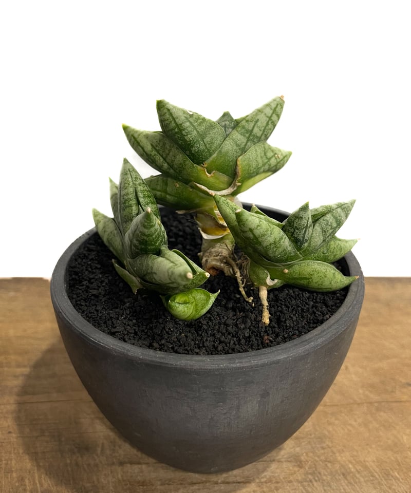 サンセベリア ボンセレンシス ミニ (by アディサック