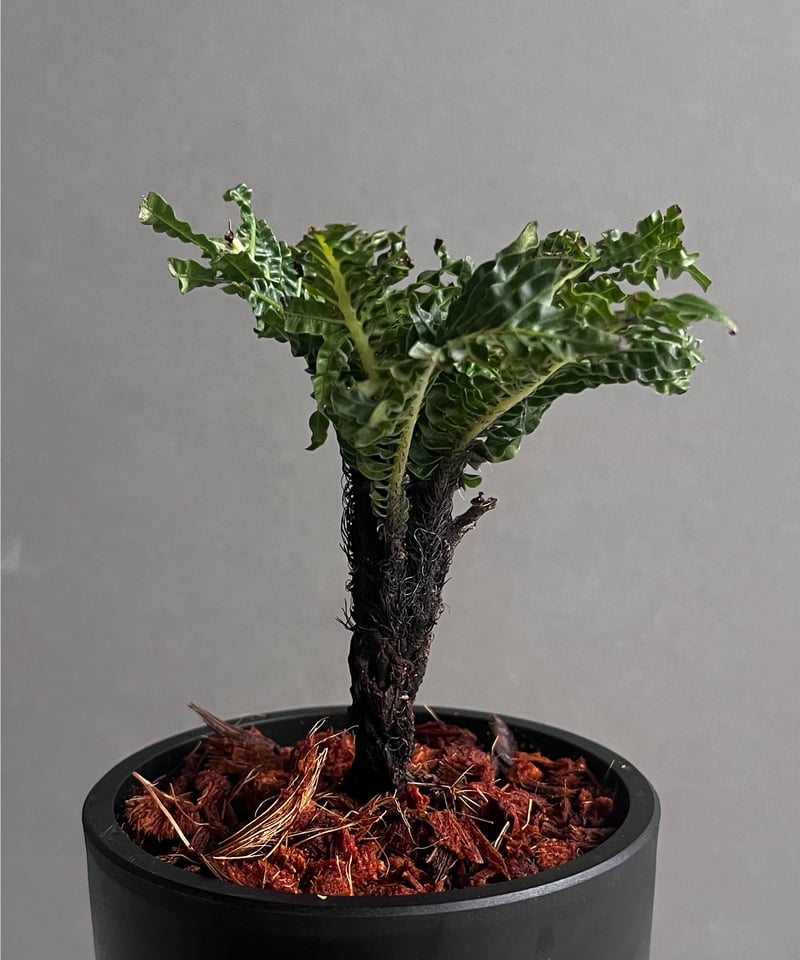 ブレクナム ギッバム ドワーフ 「Blechnum gibbum Dwarf 」91C | S