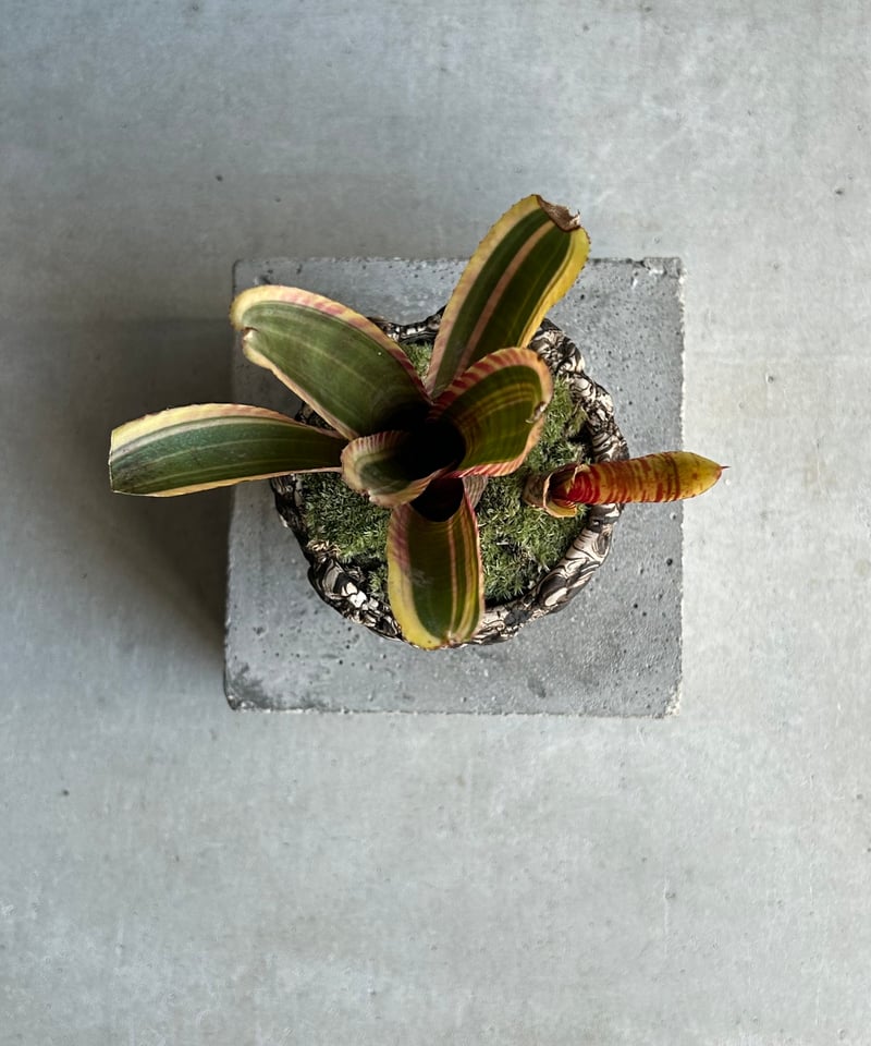 ネオレゲリア ネオレゲリア ライブ ワイヤー+ plantsmonsters pot「Neoregelia