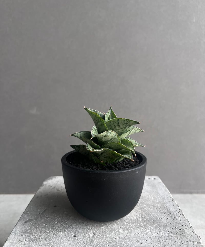 サンセベリア スサノオ 「Sansevieria Susano 'O' (by Unyaman