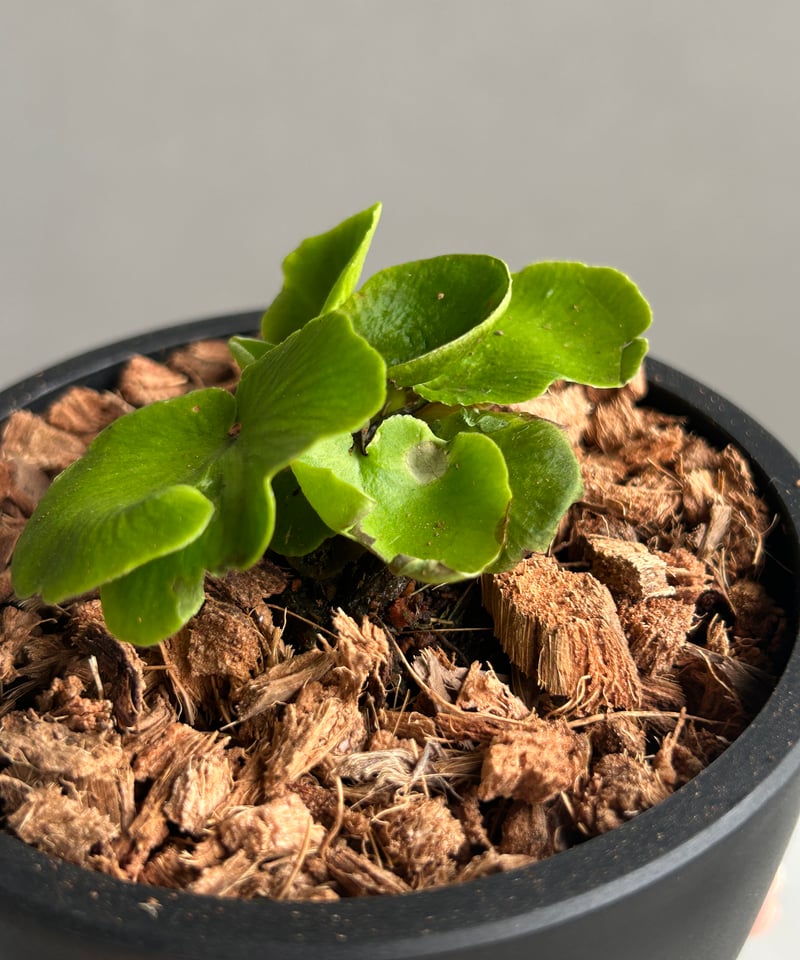 アスプレニウム デラバイ (フランチ) コペル 「Asplenium delavayi (Fr