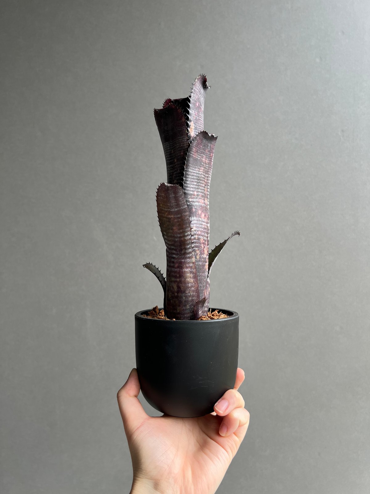 ビルベルギア オビ-ワン 「Billbergia Obi - Wan」20C | SHOUCH