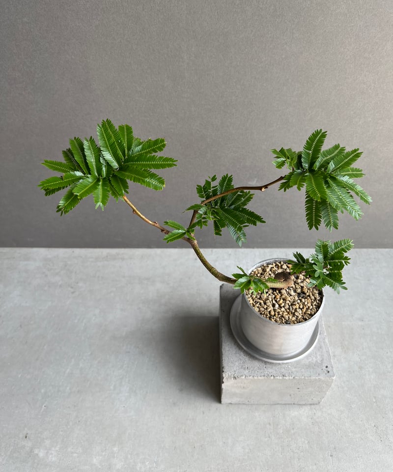 エバーフレッシュ “選抜個体” 「Cojoba arborea var. angustifol