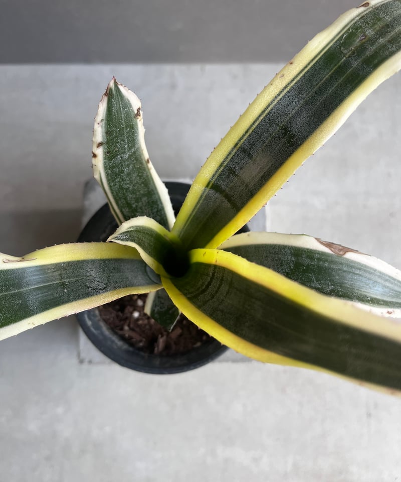 エクメア オットー 「Aechmea Otto」12A | SHOUCHIKUEN エクメア オットー 「Aechmea Otto」12A | SHOUCHIKUEN
