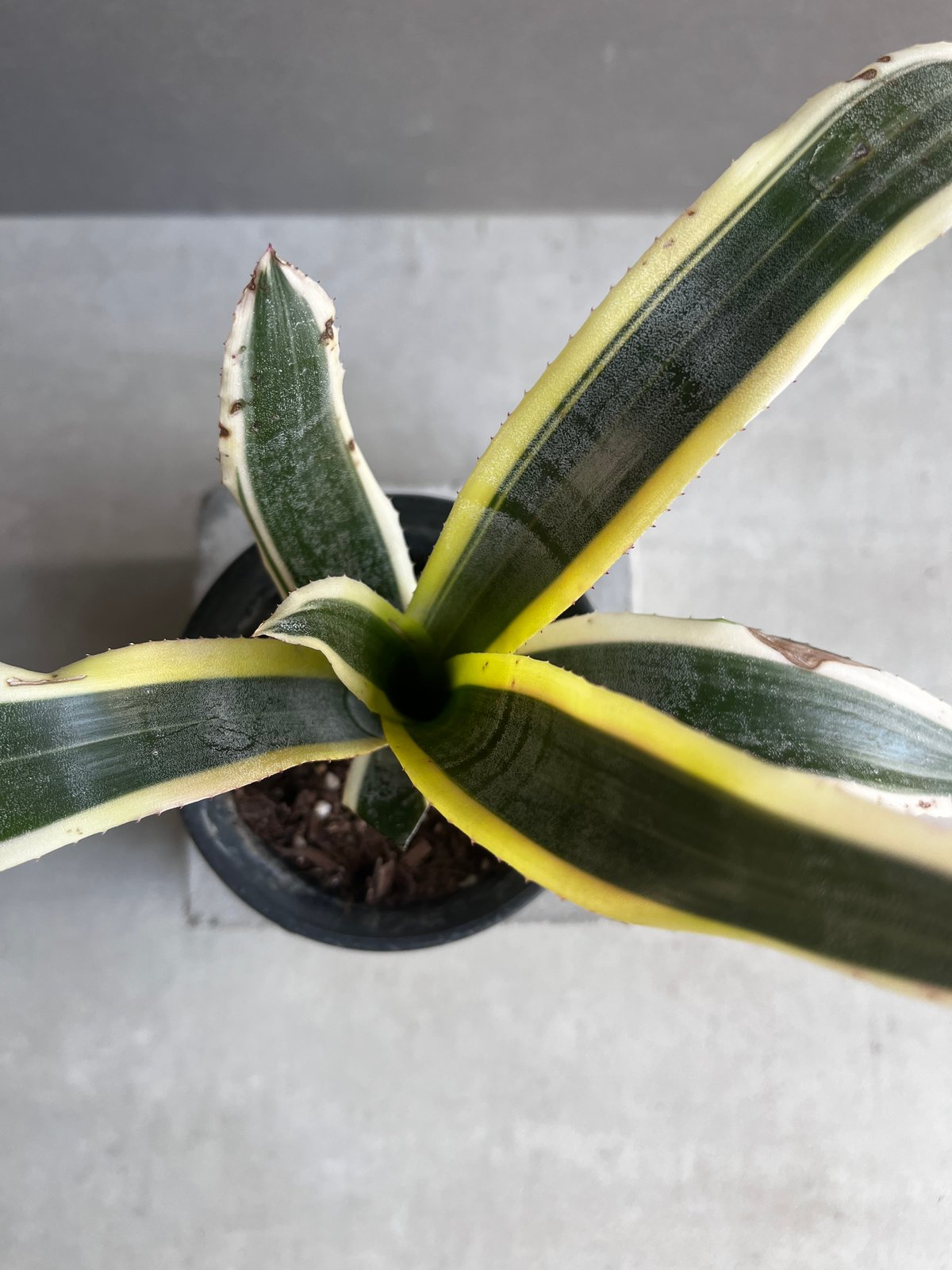 エクメア オットー 「Aechmea Otto」12A | SHOUCHIKUEN