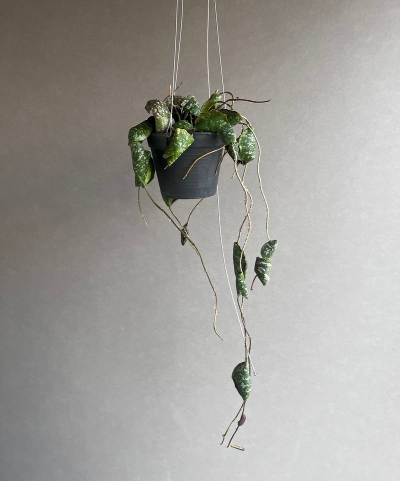 minaさん専用 ＊ Hoya ＊ ホヤ ＊inflata ホヤ インフラータ「Hoya inflata」4/26-405M1 | SHOUCHIKUEN