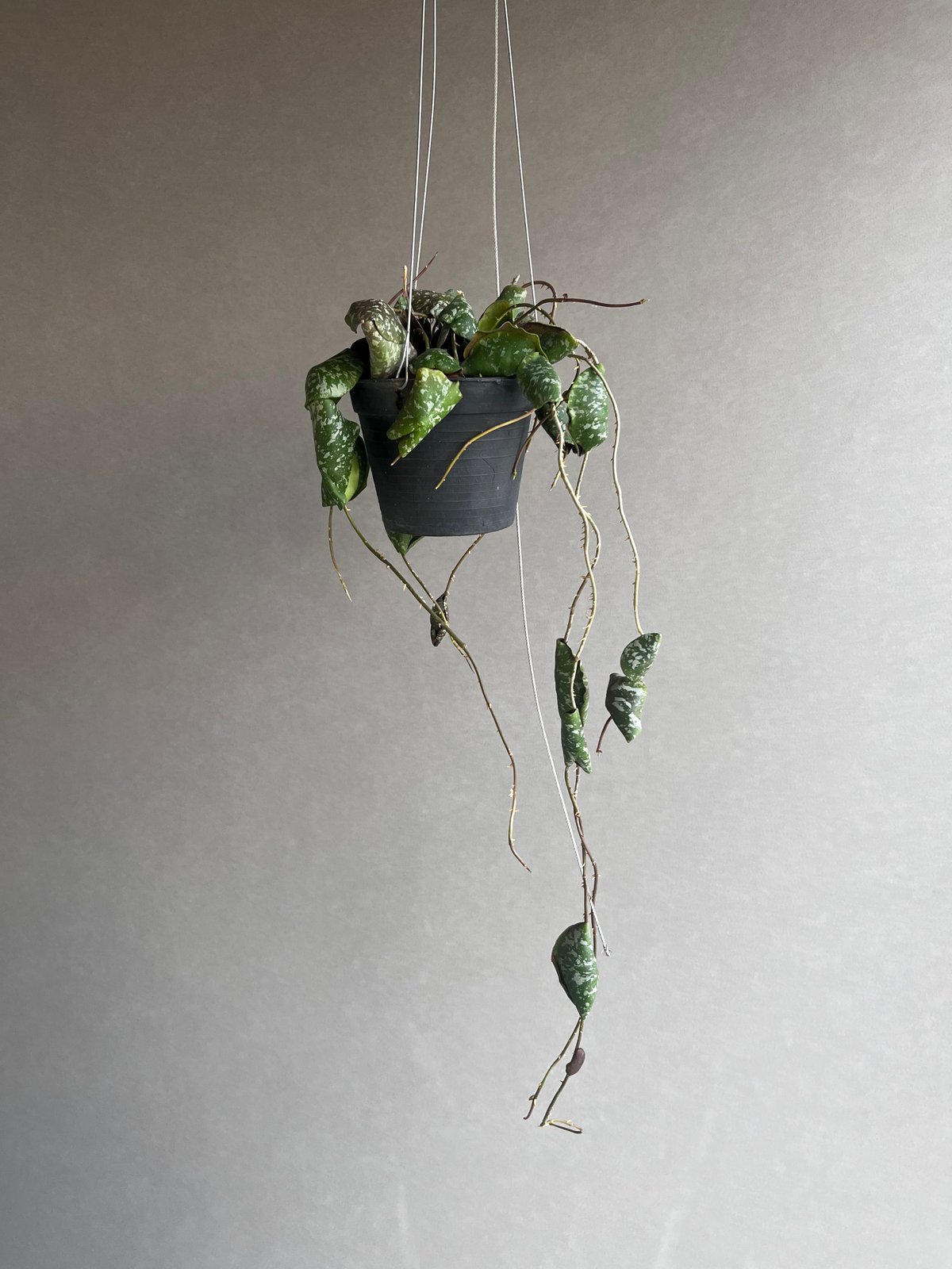 catcatさん専用 ＊ Hoya ＊ ホヤ ＊ inflata ホヤ インフラータ / Hoya inflata catcatさん専用 ＊ Hoya ＊ ホヤ