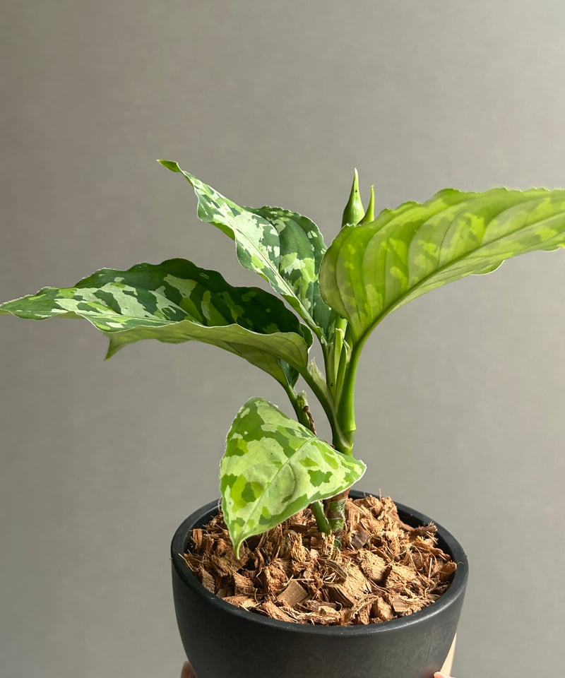 アグラオネマ ピクタム トリカラー 「Aglaonema pictum tricolor 」9