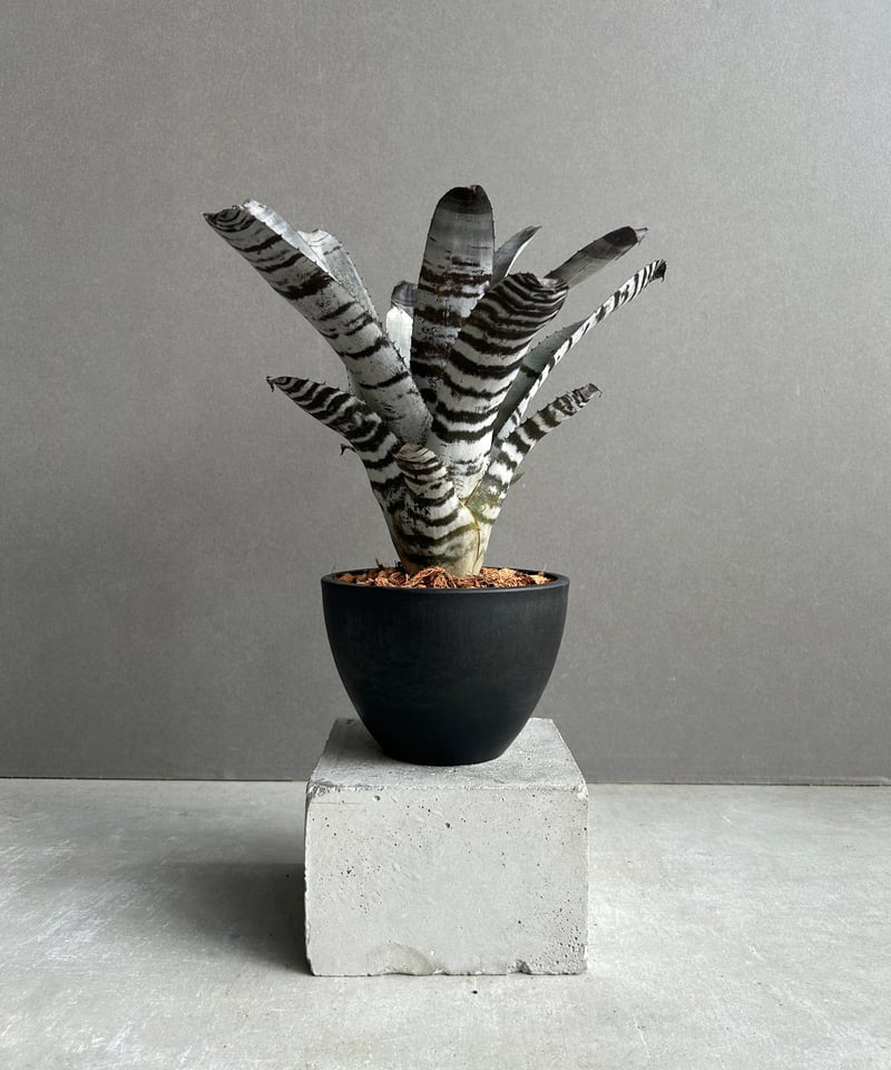 エクメア　チャンティーニ　ブラックセレクトA1 エクメア チャンティニー ブラック セレクト 「Aechmea chantinii Black