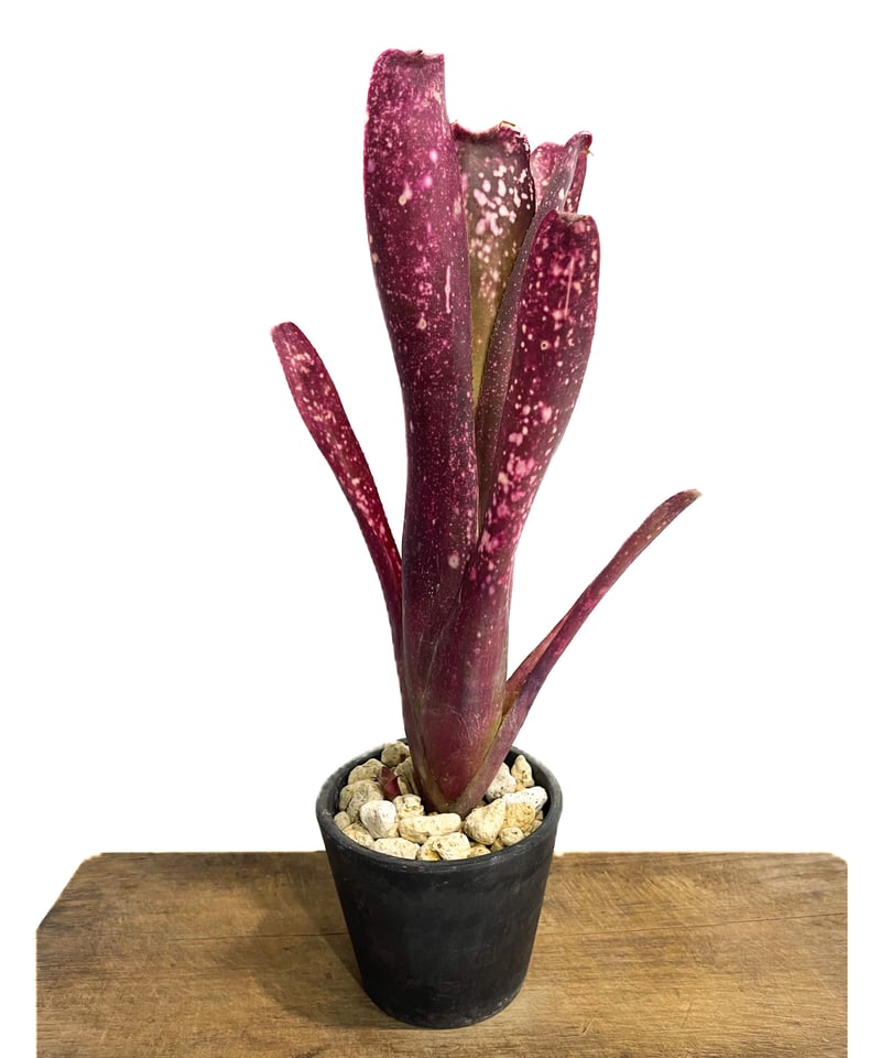 ビルベルギア アフター グロウ「 Billbergia After Glow 」3/22-16