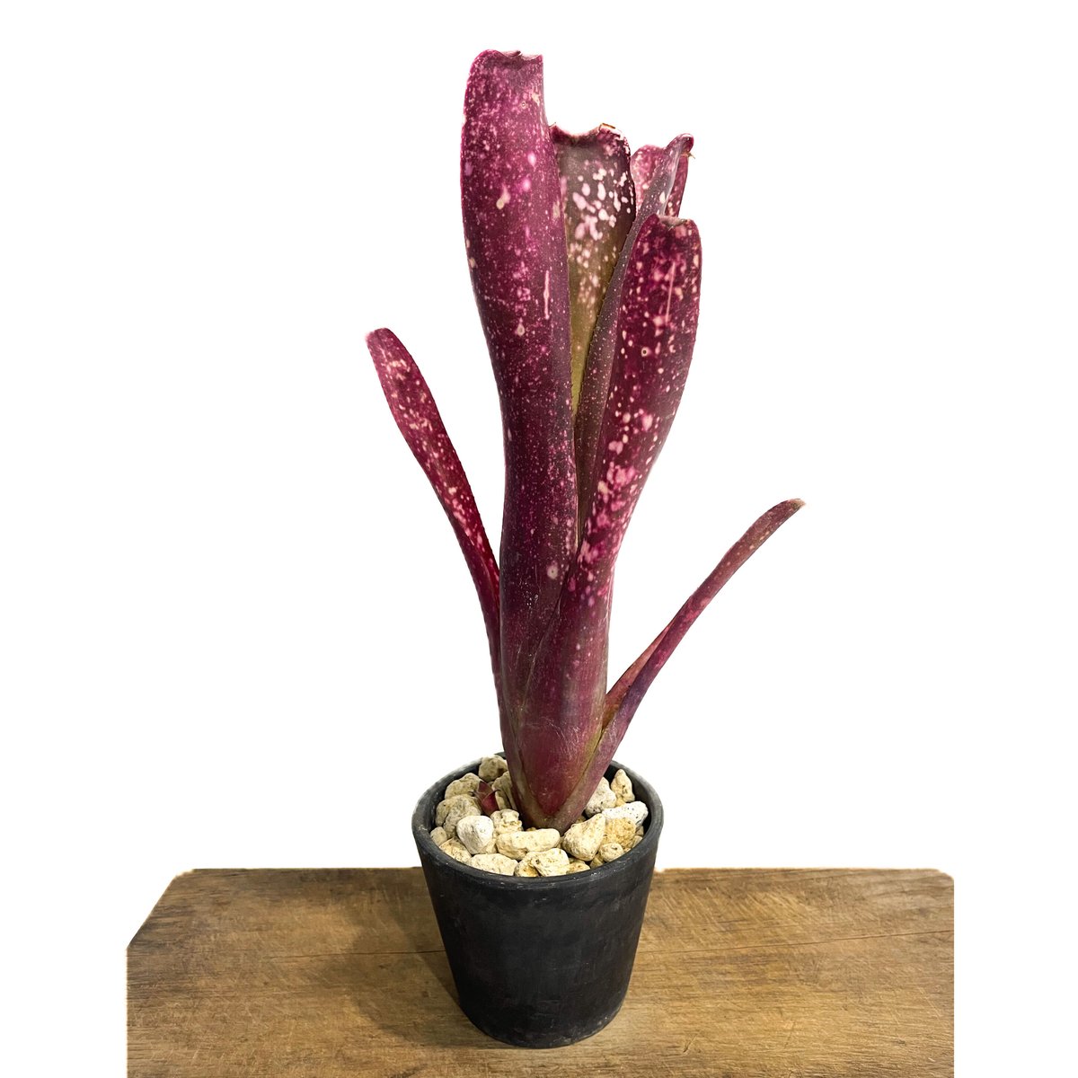 太めの株です！タンクブロメリア　ビルベルギア『After glow』 Billbergia Calico × Afterglow 【artPLANTs】 ビルベルギア