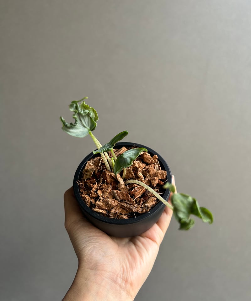 アロカシア ホーリー グレイル “ドワーフ”「Alocasia Holy Grail “ Dw