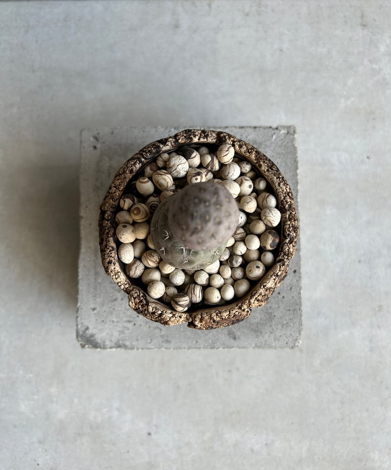 テフロカクタス ゲオメトリクス+plantsmonsters pot「Tephrocactus