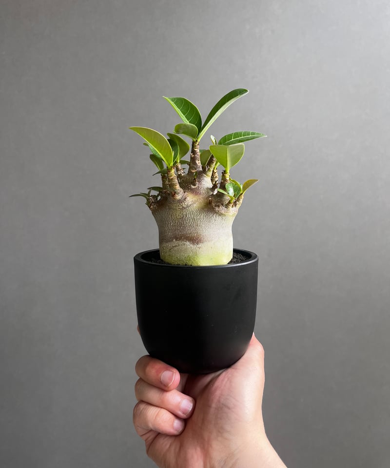 アデニウム アラビカム スーパー ドワーフ “ブラック” 「Adenium