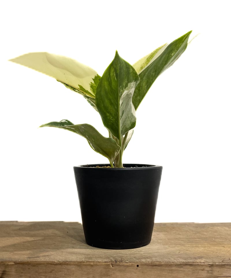 アグラオネマ サイアム ジェイド「Aglaonema Siam Jade」14F-2