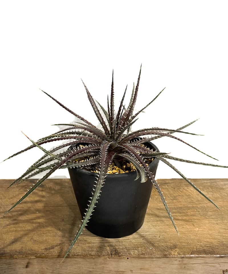 レア株　OTTO新作株　ディッキア　Dyckia M2F-1 レア株 OTTO新作株 ディッキア Dyckia M2F-1 - メルカリ
