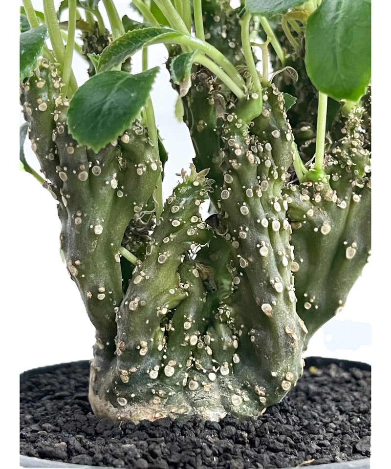 ドルステニア フォエチダ クリスタータ(綴化) 「Dorstenia foetida cris